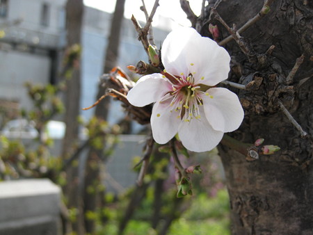 梅、開花