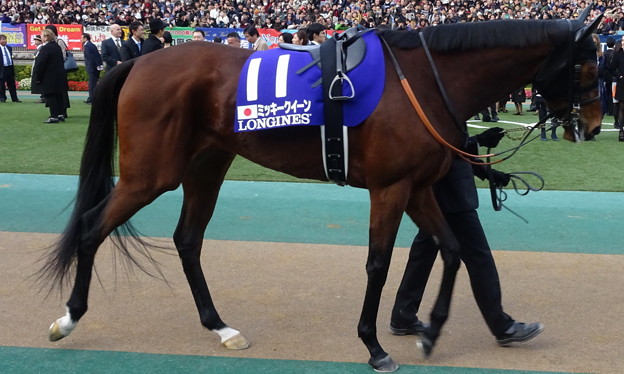 ﾐｯｷｰｸｲｰﾝ(5回東京9日 11R 第35回 ｼﾞｬﾊﾟﾝｶｯﾌﾟ(GI)出走馬)