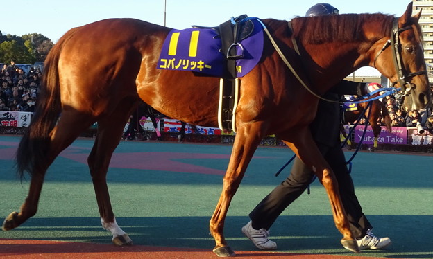ｺﾊﾟﾉﾘｯｷｰ(16回大井2日 10R 農林水産大臣賞典 第61回 東京大賞典(GI)出走馬)