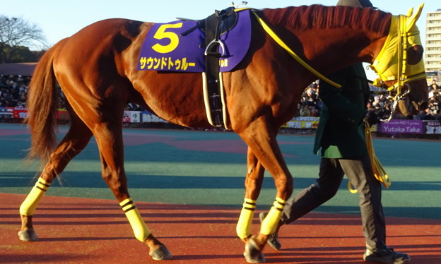 ｻｳﾝﾄﾞﾄｩﾙｰ(16回大井(東京ｼﾃｨ競馬(TCK))2日 10R 農林水産大臣賞典 第61回 東京大賞典(GI)出走馬)