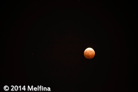 _MEL8341