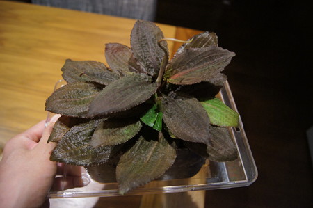 DSC02406
