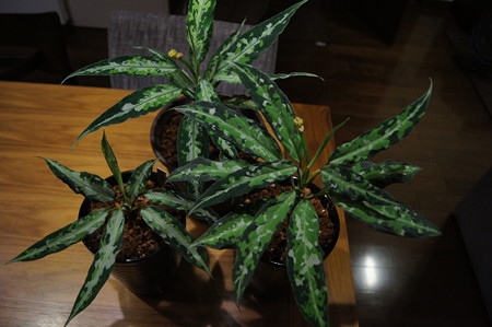 Aglaonema Pictum 