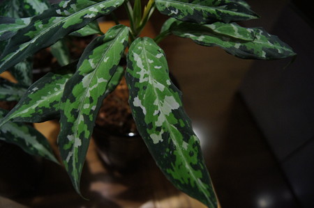 DSC02550