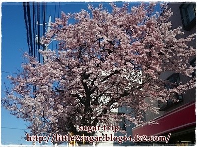 2016年の桜1