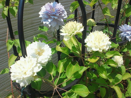 クレマチス(20120511 )2