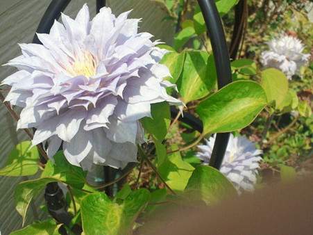 クレマチス(20120511 )3