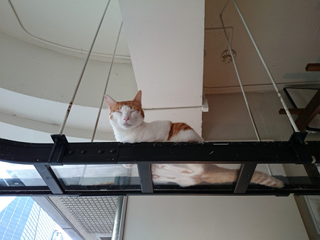 猫カフェキューリグ TheLoft 天神(6)