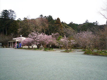 鎮国寺の緋寒桜と梅(1)