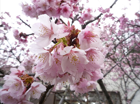 鎮国寺の緋寒桜と梅(2)