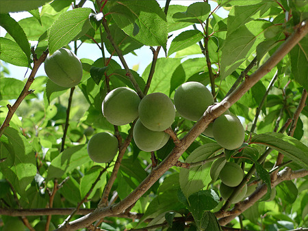 5月の太宰府天満宮(1)