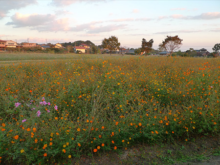 金立公園のコスモス(4)