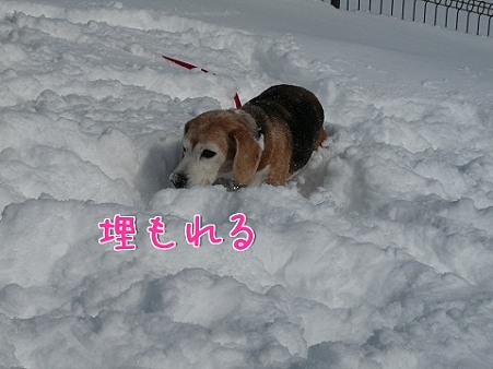 埋もれる