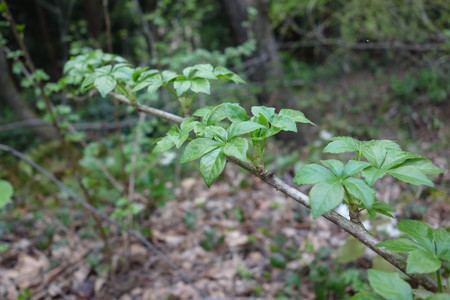 DSC00717