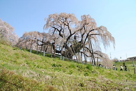 miharutakizakura23