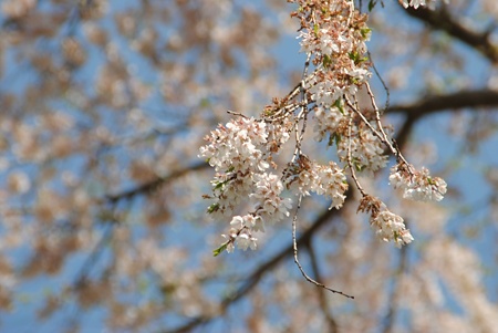 miharutakizakura6