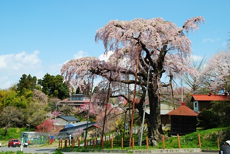 benisidarejizousakura5