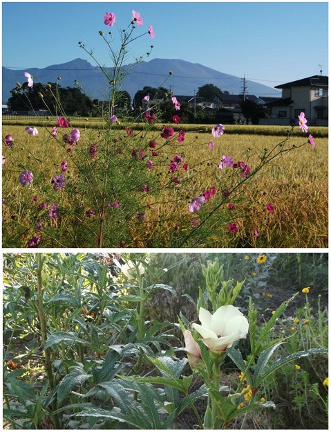 写真: 家庭菜園・寒くなりましたネー