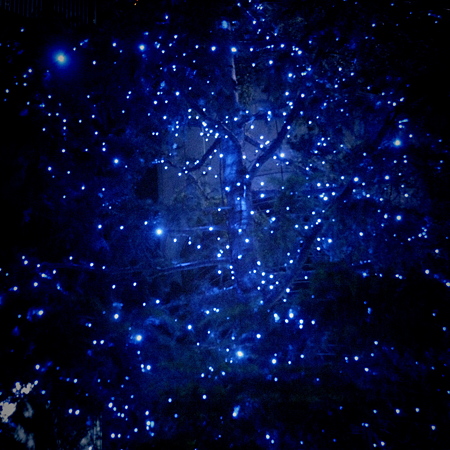 blue cosmos