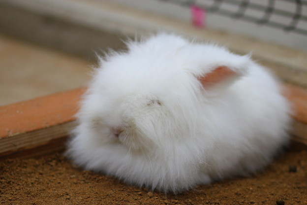 もふもふウサギ