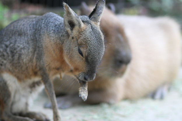 カピバラとマーラ
