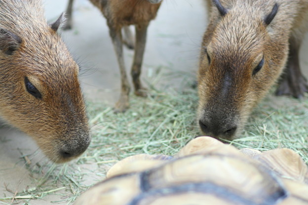 カピバラとリクガメ