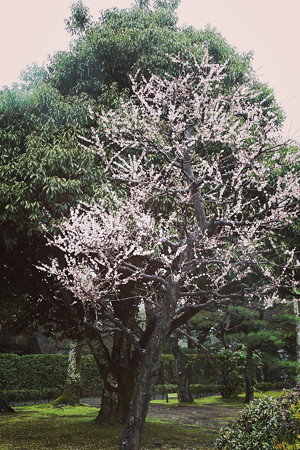 伊勢神宮内宮(4)