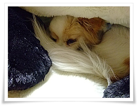 ZZzz(。uдu。)zzZZ