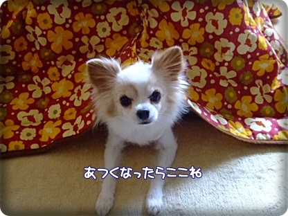 クールダウン