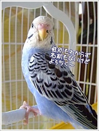 名無し