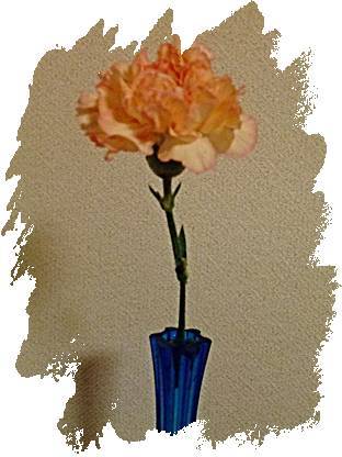 カーネーション