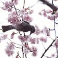 鳥と大寒桜
