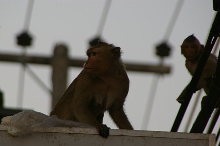 IMGP0603