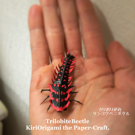 サンヨウベニボタル