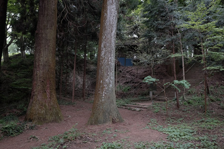 X70_-八王子城_12_巨木と神社への階段-0578