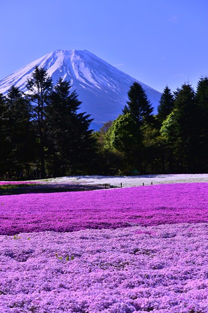 朝の富士山と綺麗な芝桜 照片共享頁面 攝影藏