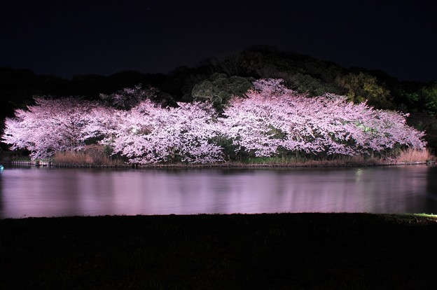 水面にもピンクな色に染まり 綺麗なピンクの桜 写真共有サイト フォト蔵