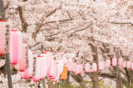 玉川の桜・1