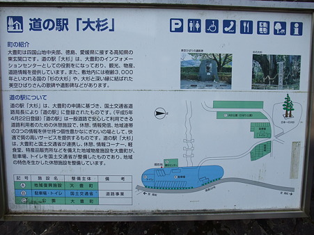 高知01・大杉2