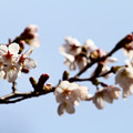 Photos: 我が街の桜が開花