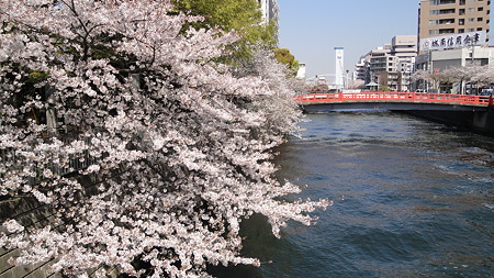 品川宿 目黒川の桜