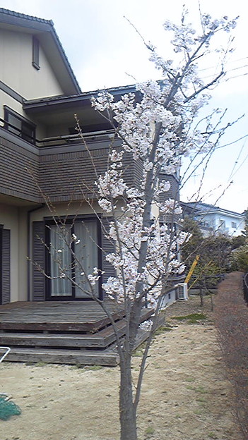 ついでに我が家の桜。