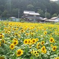 「ひまわり柚遊農園」のひまわり