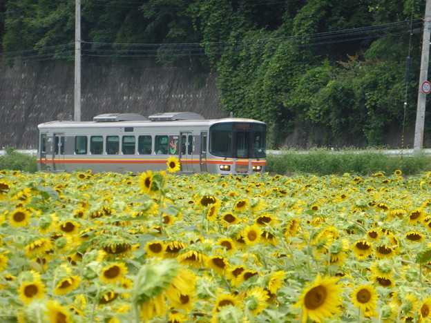 ひまわりの海を走る列車