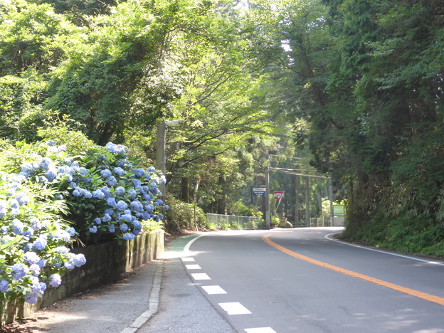 丁子ヶ辻バス停のアジサイ