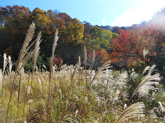 沖ノ山林道の紅葉