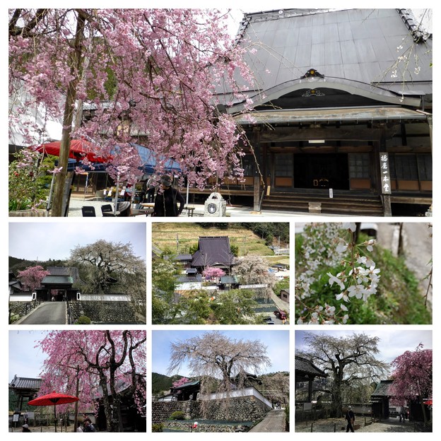 光福寺大糸桜