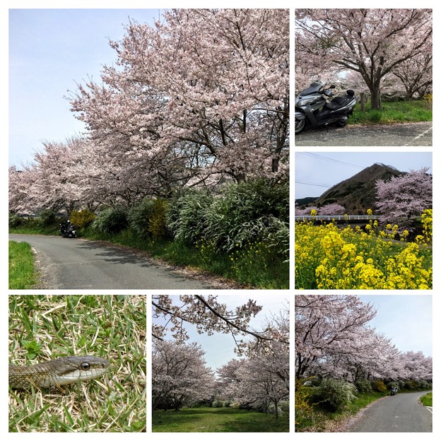 志文川堤防の桜並木