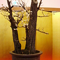 Photos: 長政