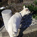 Photos: やぎ